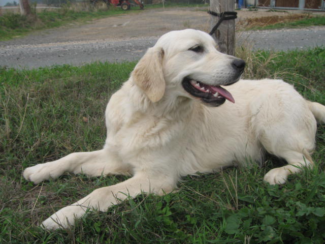 Foly bergere Des fields du real